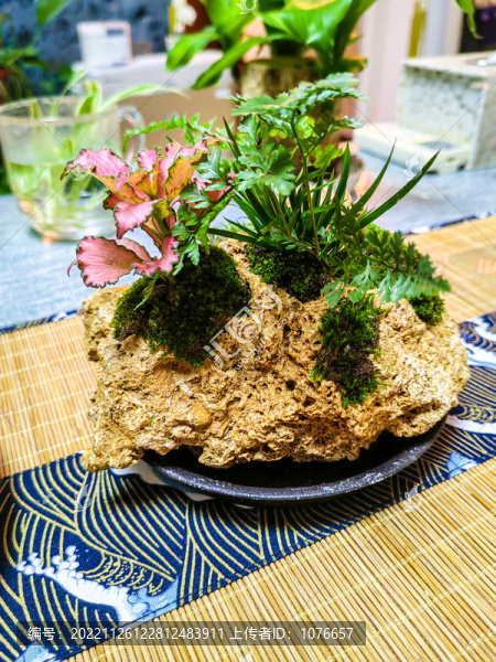 盆景藝術(shù)