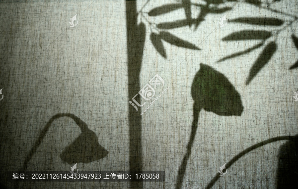蓮蓬影竹影