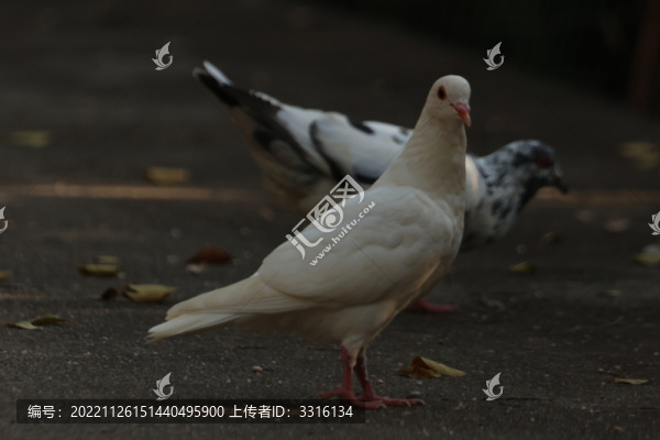 鴿子