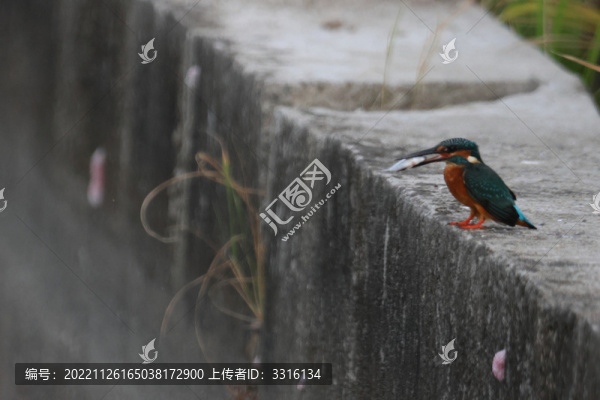 翠鳥