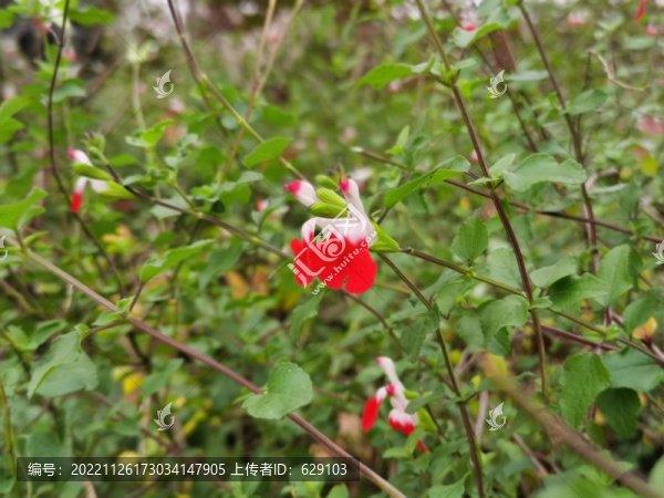 紅白小花