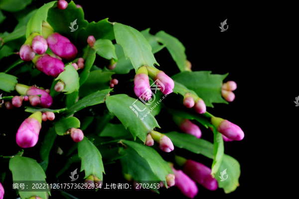 蟹爪蘭花