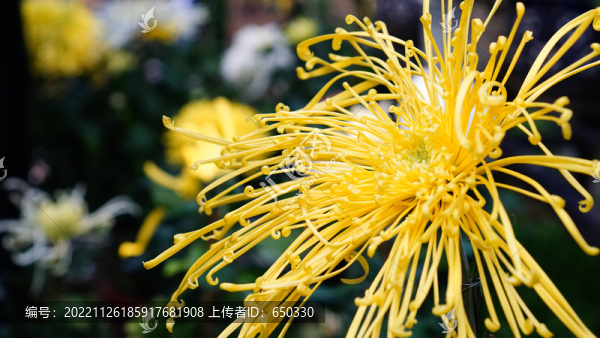 菊花