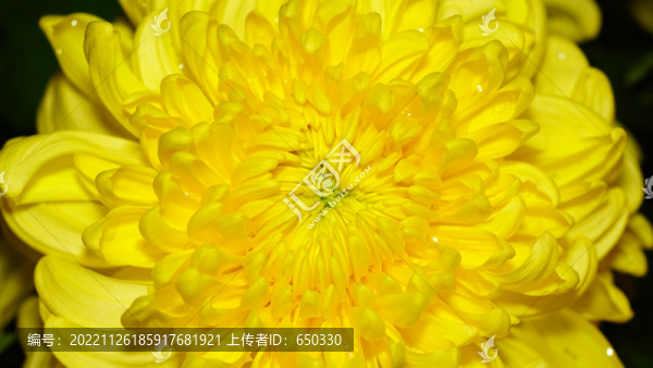 菊花