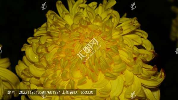 菊花