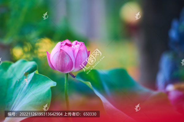 荷花
