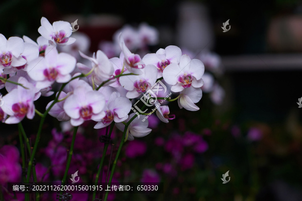 蝴蝶蘭