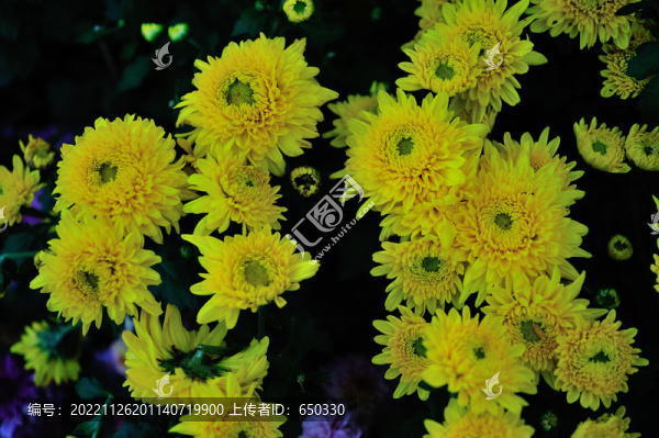 菊花