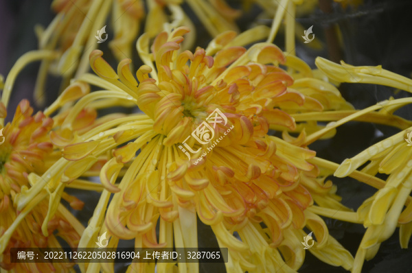 菊花