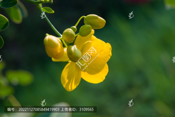 一朵黃色的花逆光視角