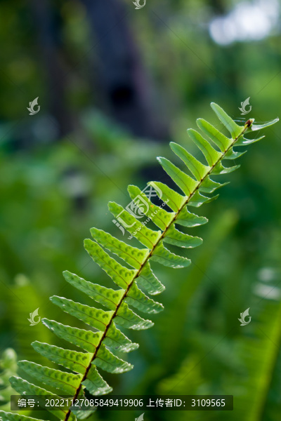 蕨類植物特寫