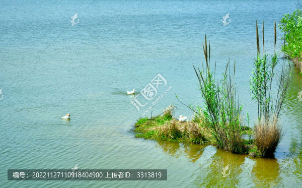 池塘一角