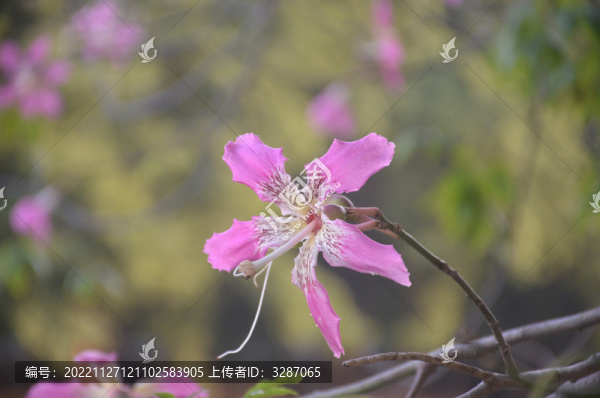 木槿花