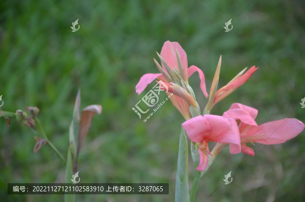 粉蕉花