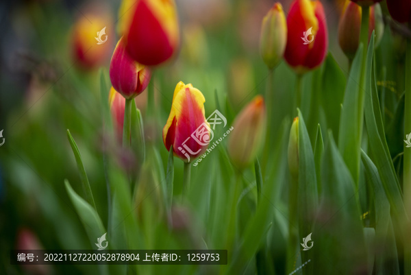 郁金香花