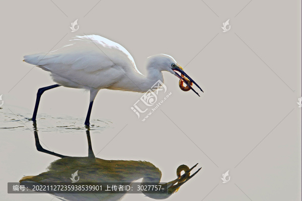 白鷺