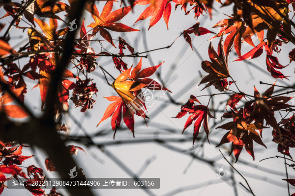 楓葉