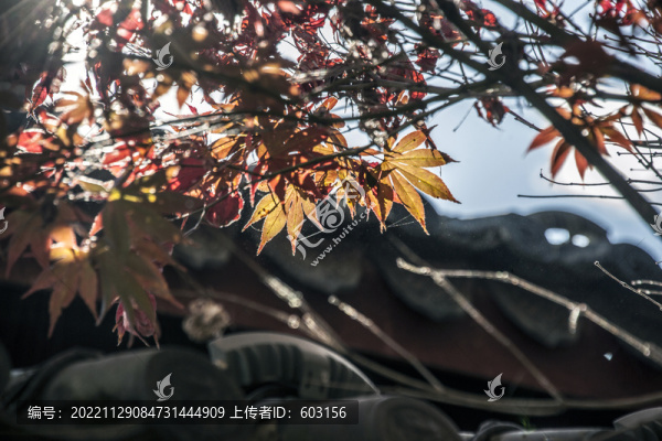 楓葉