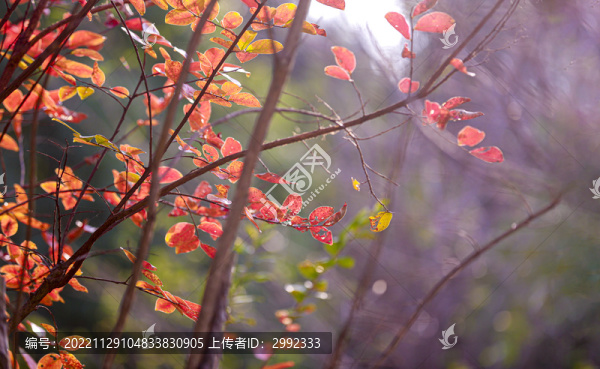 紅葉