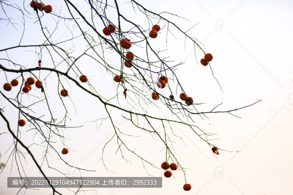 秋到農(nóng)家