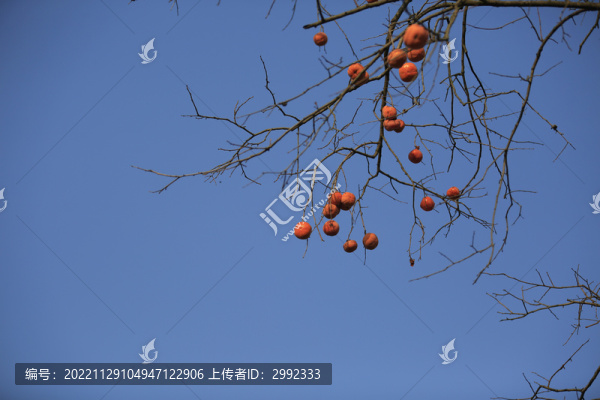 柿子
