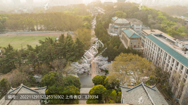 武漢大學櫻花
