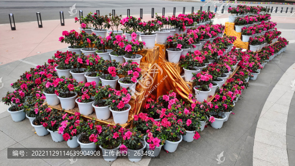 四季杜鵑花盆擺臺