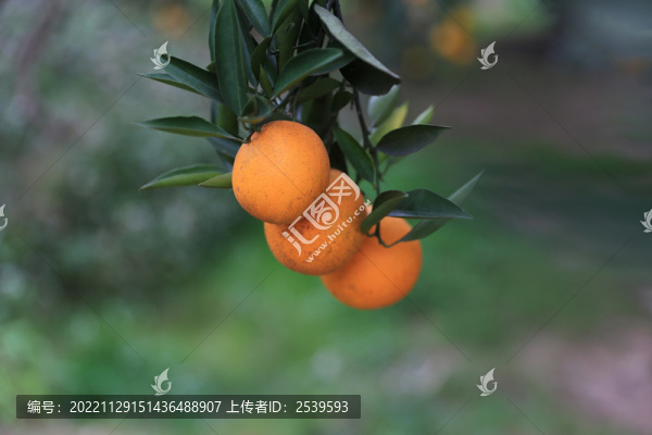 橙子綠色背景