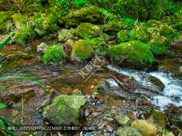 原始生態(tài)溪流卵石苔蘚