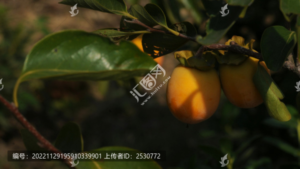 秋柿如火暖暮年