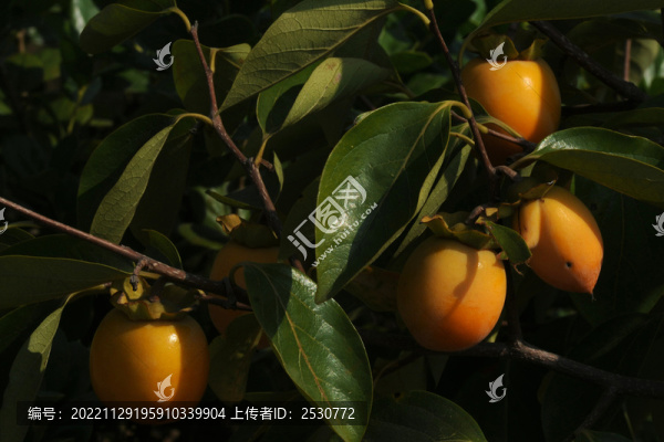秋柿如火暖暮年