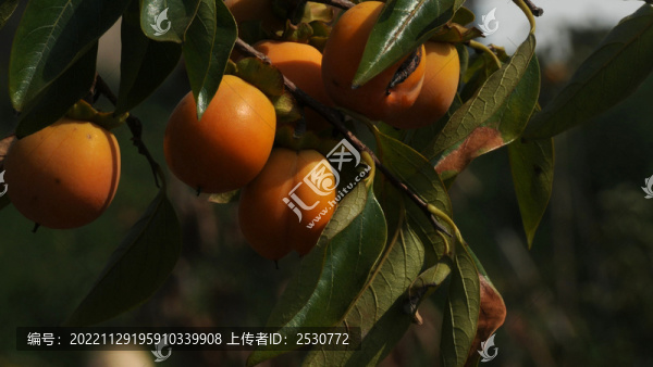 柿在后山深處紅