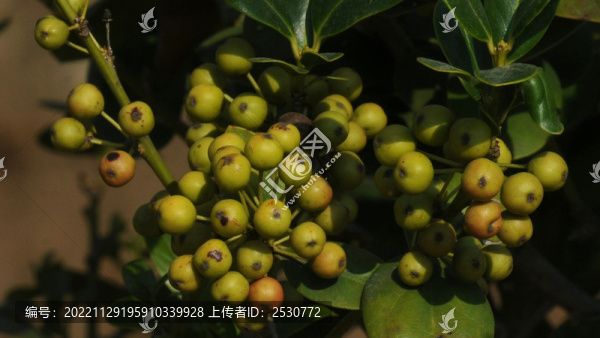 開(kāi)始變紅的無(wú)刺枸骨漿果