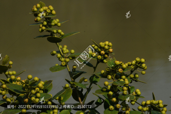 結滿枝頭的枸骨