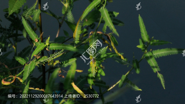 合盟對生草葉