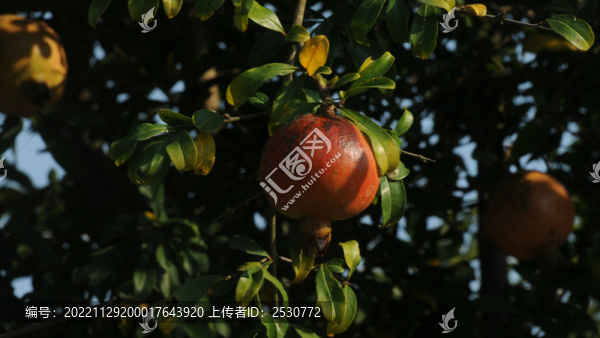 農(nóng)家院子里的石榴果