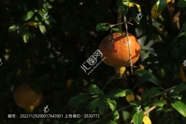 農(nóng)家院里的石榴果