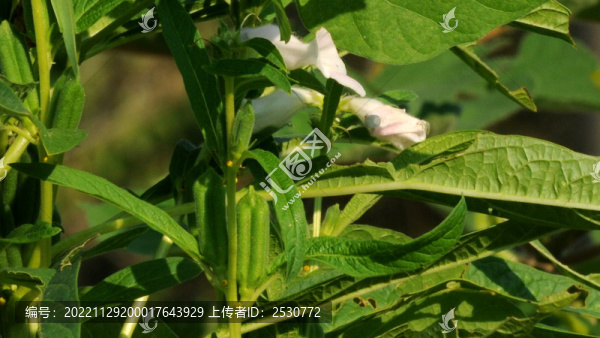 芝麻蒴果與芝麻花