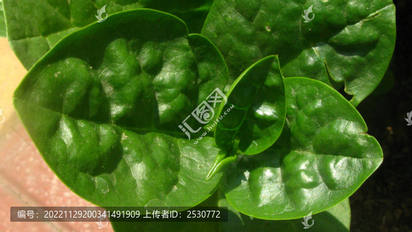 木耳菜