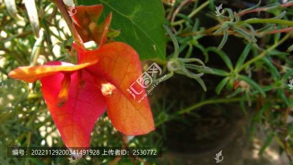 紅中帶黃的三葉梅花朵