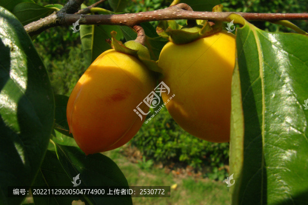 牛心柿子