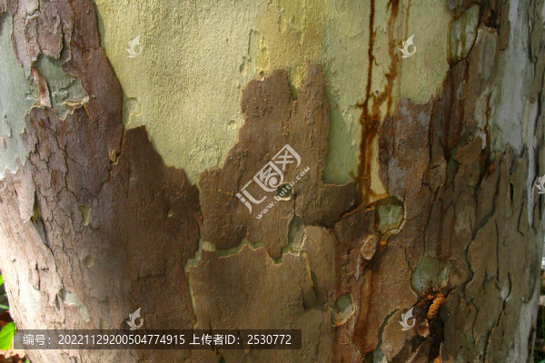三秋懸鈴木樹干
