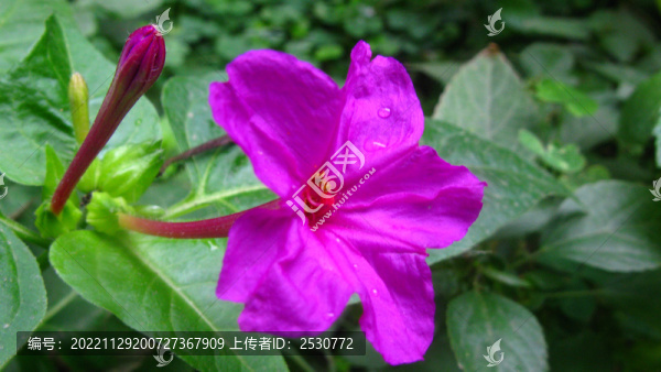 紫茉莉