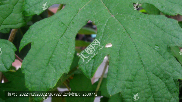 蘡薁