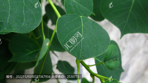 烏桕樹葉片近攝