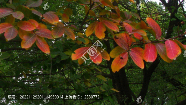 被秋霜染紅的紫薇樹葉