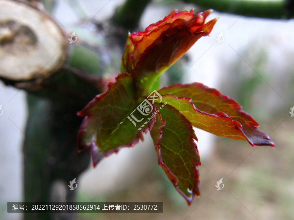 月季花嫩芽微距攝影
