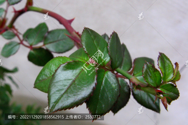 月季花嫩芽