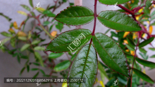 月季花葉