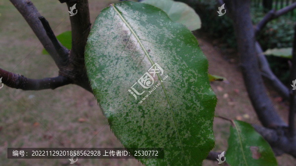 蘋果樹秋葉